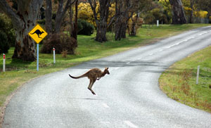 Aus_Darwin_kangaroo