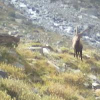 Parco naturale Gran Paradiso