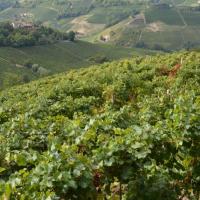 Dans les vignes à Treiso
