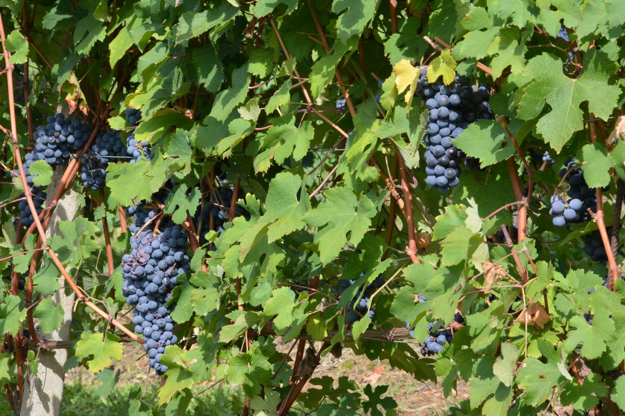 Dans les vignes à Treiso