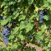 Dans les vignes à Treiso