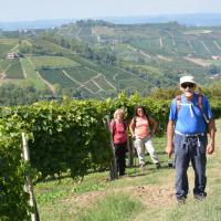 Dans les vignes à Treiso