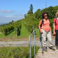 Dans les vignes à Treiso