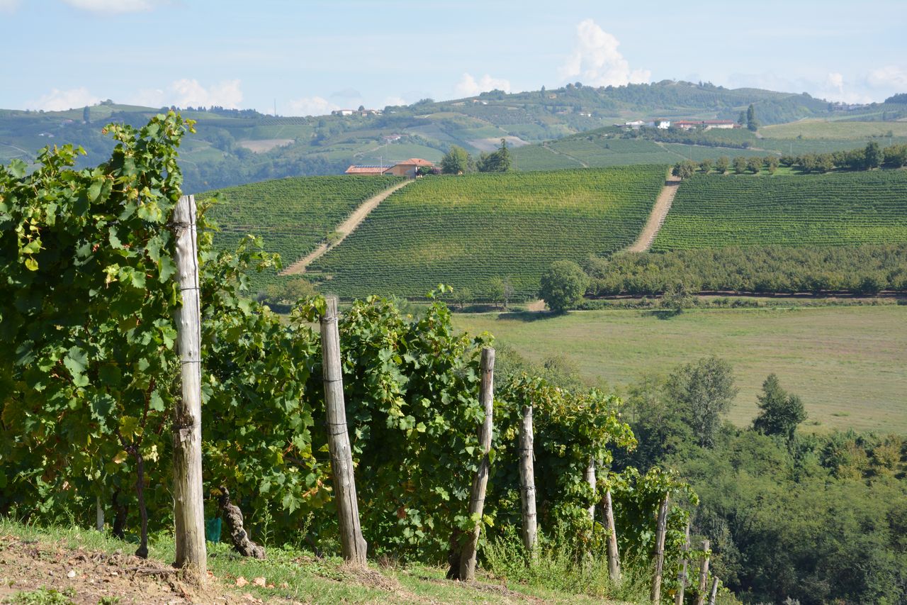 Dans les vignes à Treiso