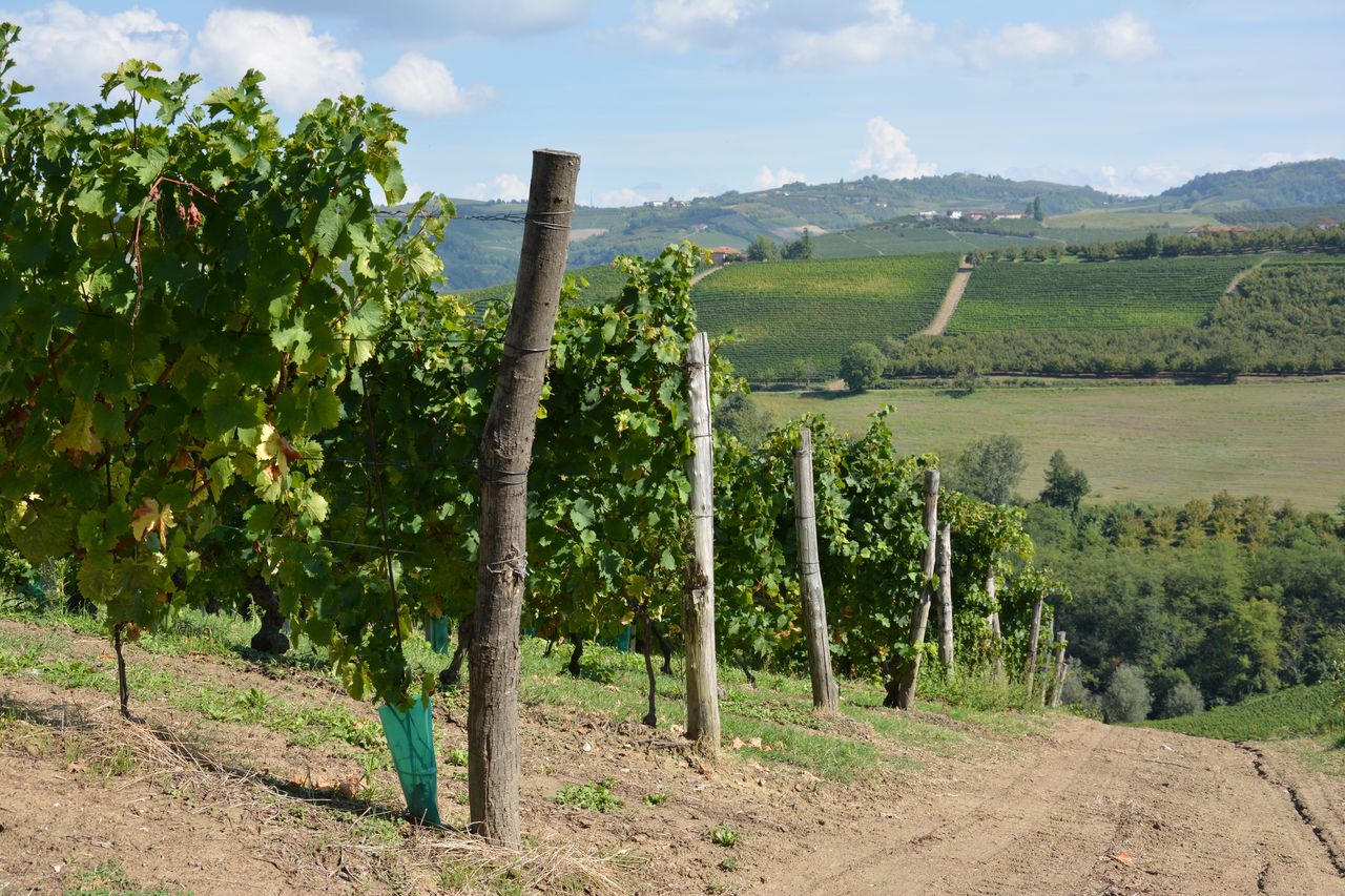 Dans les vignes à Treiso