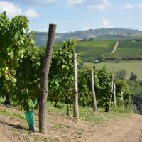 Dans les vignes à Treiso