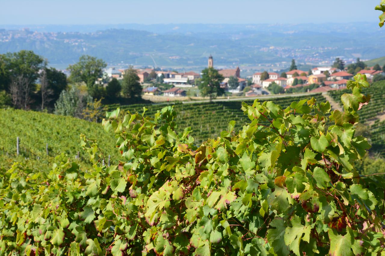 Dans les vignes à Treiso
