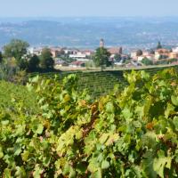 Dans les vignes à Treiso