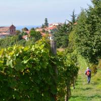 Dans les vignes à Treiso