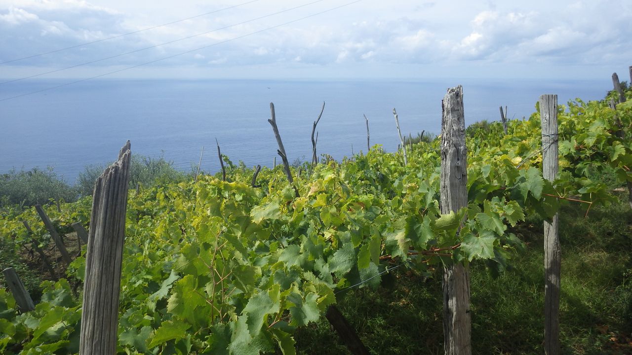 Cinque Terre