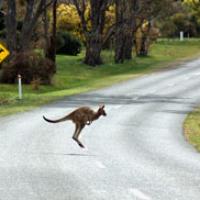 aus-darwin-kangaroo.jpg